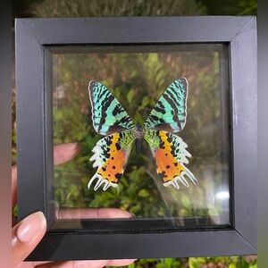 Madagascan Sunset Moth wall hanging.